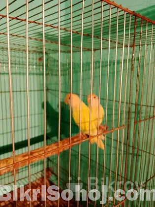 Lovebird